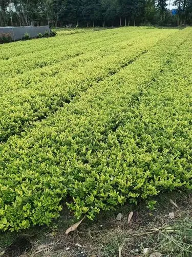 台州小区绿化工程活动内容