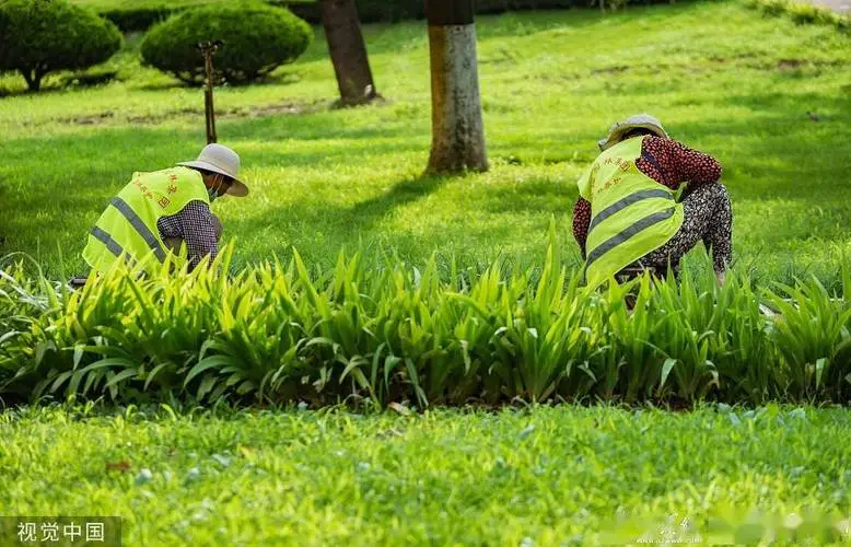 桐乡城市绿化带种植什么植物好