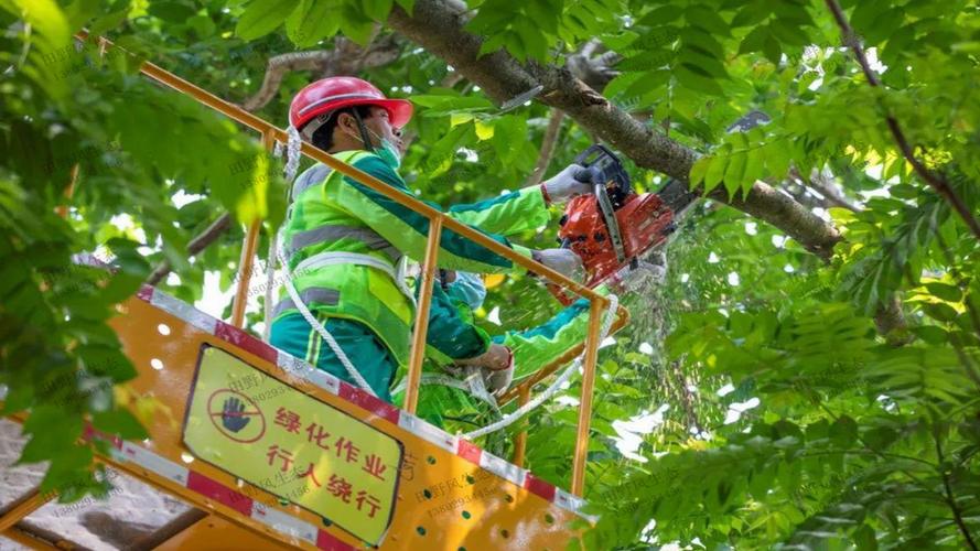 张家港全国最大绿化树苗批发市场在哪里